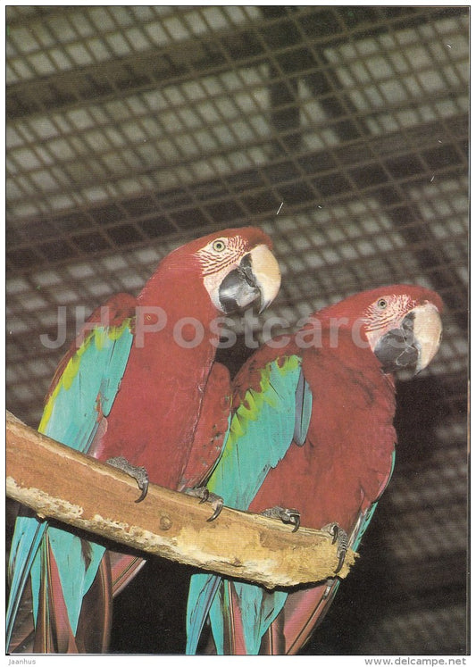 Red-and-green macaw - Ara chloropterus - birds - Zoo - Czechoslovakia - unused - JH Postcards