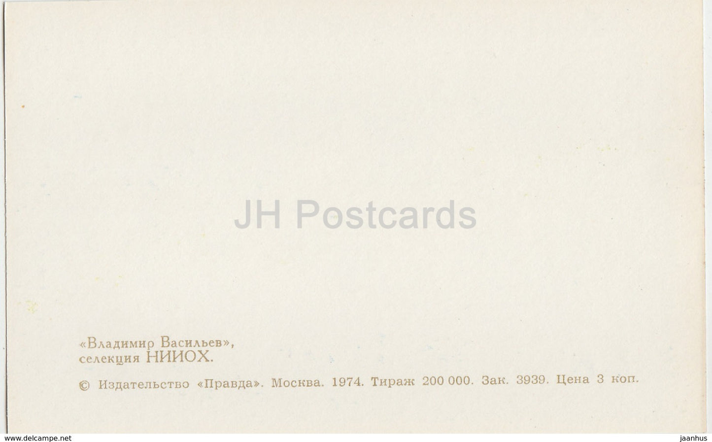 Vladimir Vasilyev - Gladiolus - Flowers - 1974 - Russia USSR - unused - JH Postcards