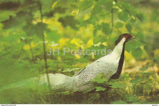 Silver pheasant - Lophura nycthemera - birds - Riga Zoo - 1980 - Latvia USSR - unused - JH Postcards