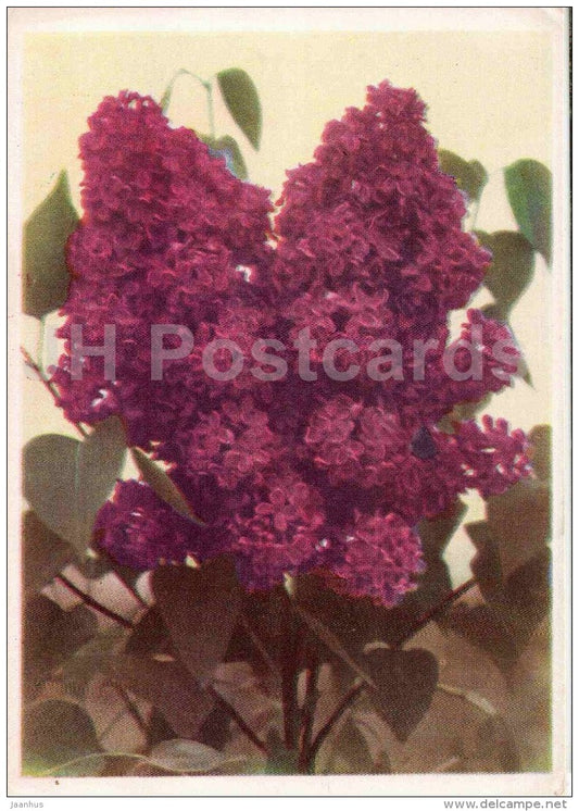 lilac India - 1958 - Russia USSR - unused - JH Postcards