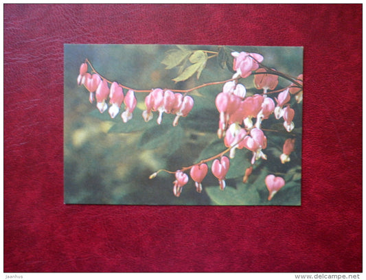 old-fashioned bleeding-heart - Lamprocapnos spectabilis - flowers - mini format card - 1981 - Estonia USSR - unused - JH Postcards