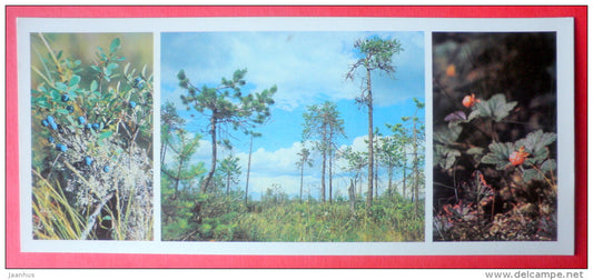 swamp - cloudberry - blueberry - Pechora-Ilych Nature Reserve - Komi Republic - 1982 - Russia USSR - unused - JH Postcards