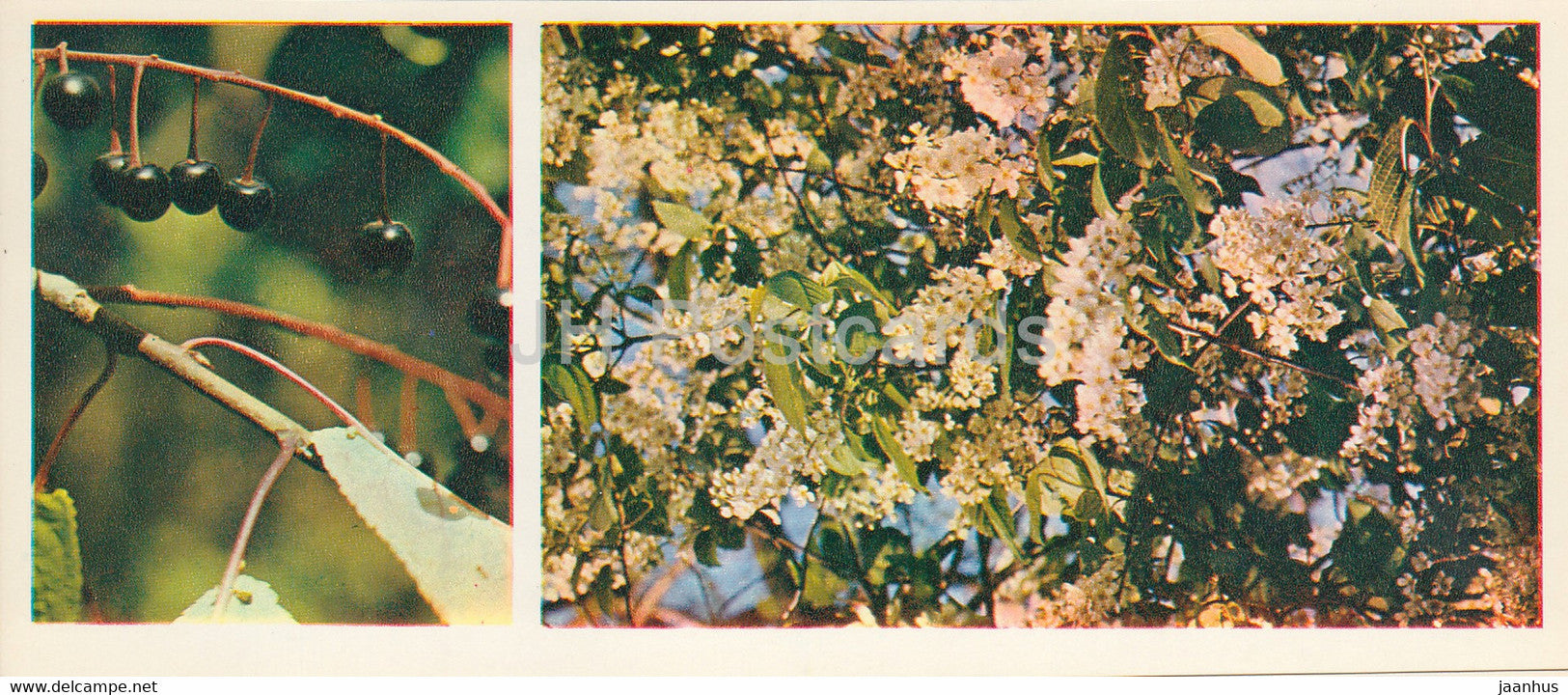 bird cherry - Forest Wealth - 1981 - Russia USSR - unused - JH Postcards