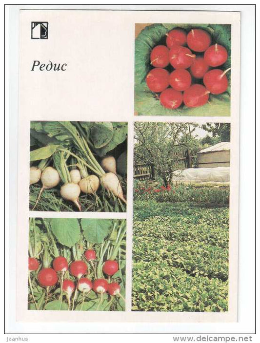 Radish - plants - vegetables - 1985 - Russia USSR - unused - JH Postcards