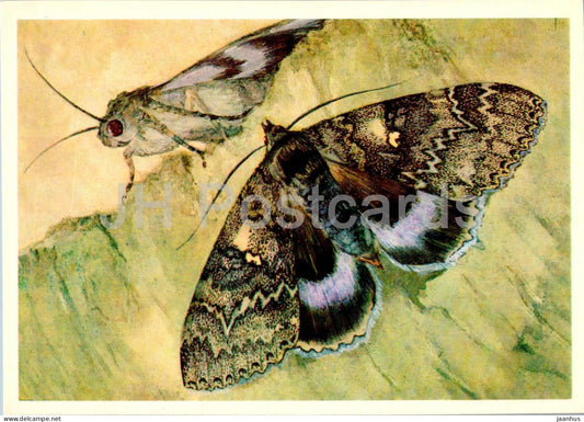 Blue underwing - Catocala fraxini - butterfly - butterflies - 1976 - Russia USSR - unused - JH Postcards