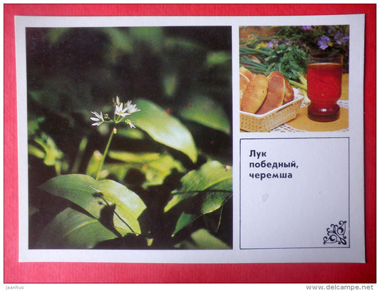 Victory Onion , Allium victorialis - filling for cakes - Dishes of Wild Herbs - 1985 - Russia USSR - unused - JH Postcards
