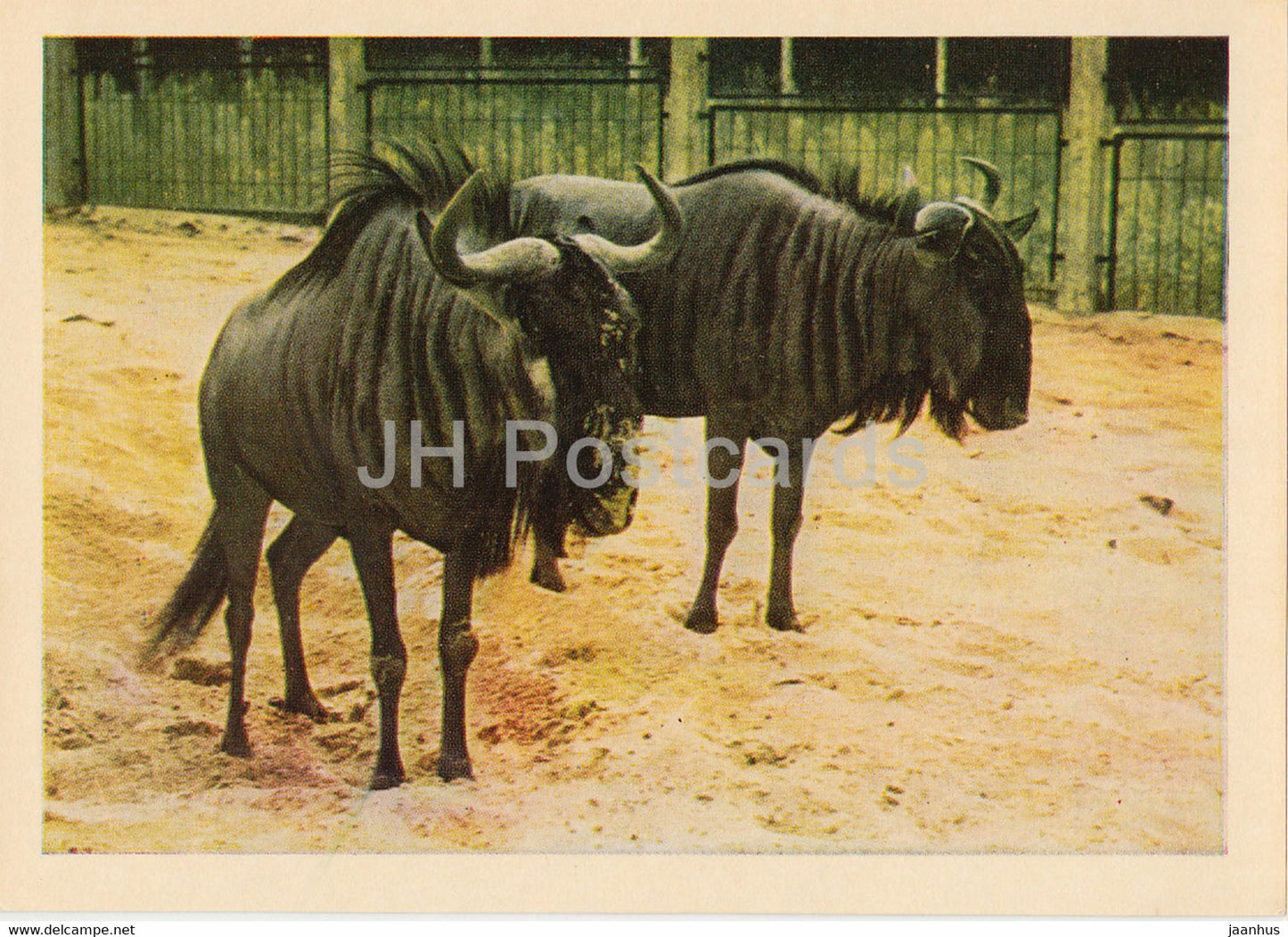 Riga Zoo - Wildebeest - Latvia USSR - unused - JH Postcards