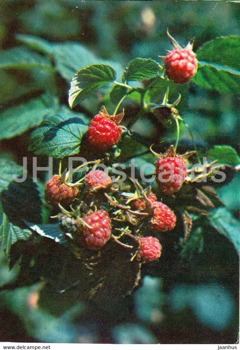 Red raspberry - Rubus idaeus - Medicinal Plants - 1980 - Russia USSR - unused - JH Postcards