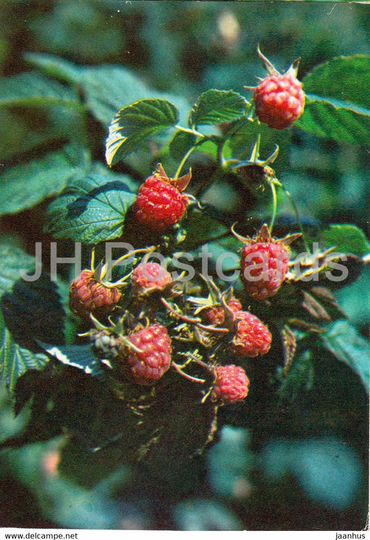 Red raspberry - Rubus idaeus - Medicinal Plants - 1980 - Russia USSR - unused - JH Postcards