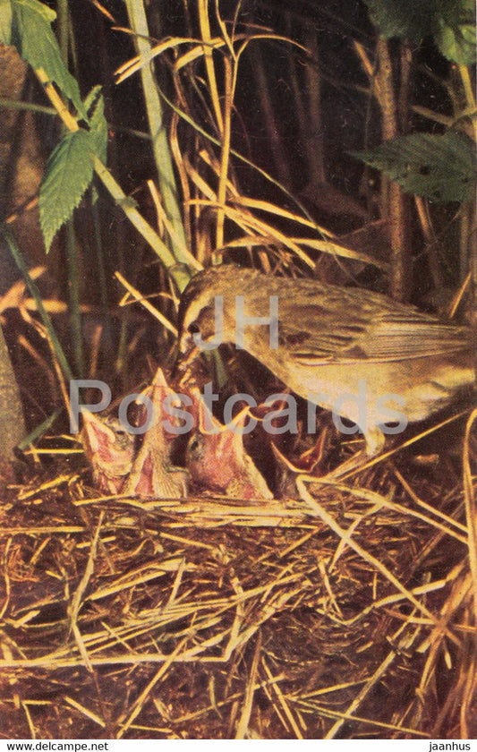 Sedge warbler - Acrocephalus schoenobaenus - birds - 1968 - Russia USSR - unused - JH Postcards