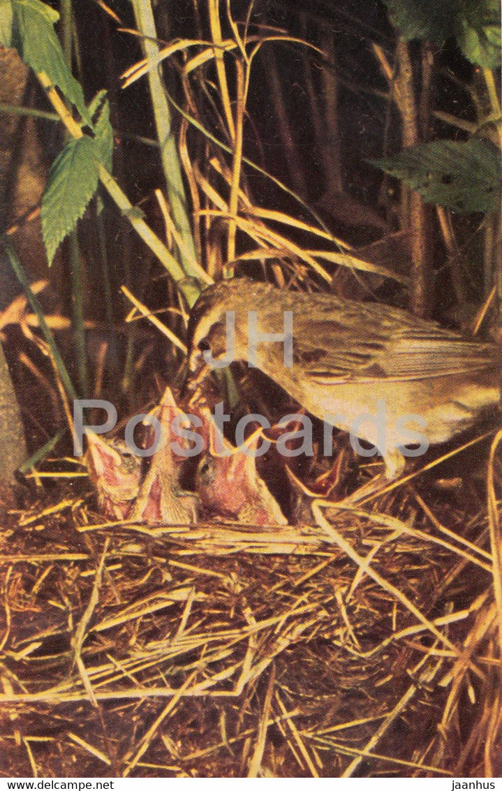 Sedge warbler - Acrocephalus schoenobaenus - birds - 1968 - Russia USSR - unused - JH Postcards
