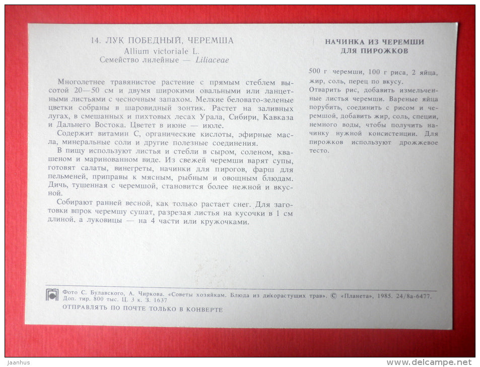 Victory Onion , Allium victorialis - filling for cakes - Dishes of Wild Herbs - 1985 - Russia USSR - unused - JH Postcards
