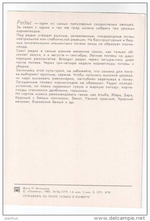 Radish - plants - vegetables - 1985 - Russia USSR - unused - JH Postcards