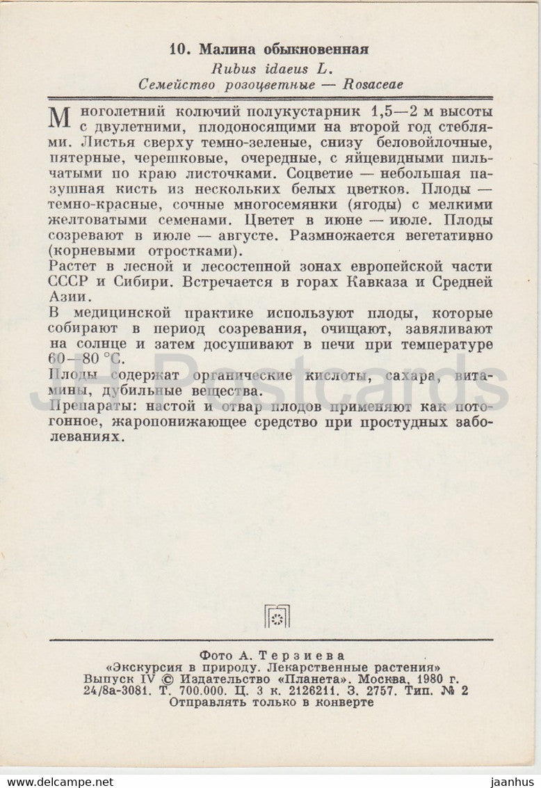 Rote Himbeere - Rubus idaeus - Heilpflanzen - 1980 - Russland UdSSR - unbenutzt