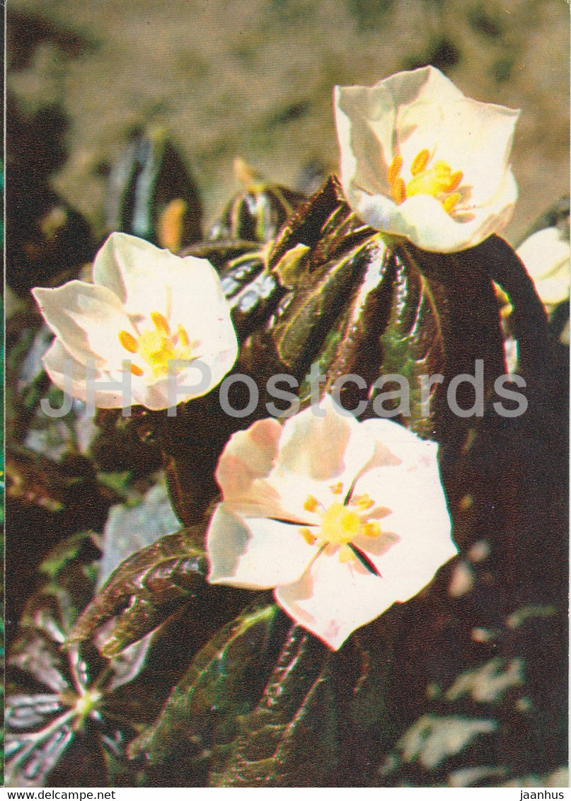 Mayapple - Podophyllum peltatum - Medicinal Plants - 1980 - Russia USSR - unused - JH Postcards