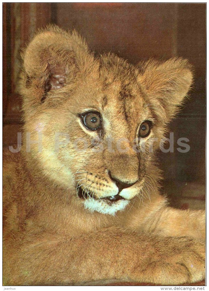Lion - Panthera leo - large format card - Tallinn Zoo 50 - 1989 - Estonia USSR - unused - JH Postcards