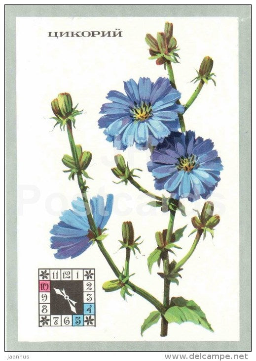 Chicory - Cichorium intybus - Flowers-Clock - plants - flowers - 1980 - Russia USSR - unused - JH Postcards