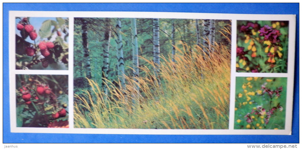 raspberry - strawberry - Moscow Oblast - Podmoskovye - 1977 - Russia USSR - unused - JH Postcards