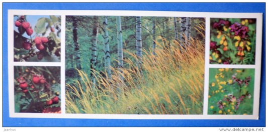 raspberry - strawberry - Moscow Oblast - Podmoskovye - 1977 - Russia USSR - unused - JH Postcards