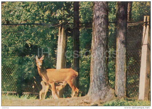 Roe Deer - Capreolus capreolus - animals - postcard on thin paper - Riga Zoo - Latvia USSR - unused - JH Postcards