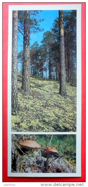 pine trees - mushroom - Pechora-Ilych Nature Reserve - Komi Republic - 1982 - Russia USSR - unused - JH Postcards