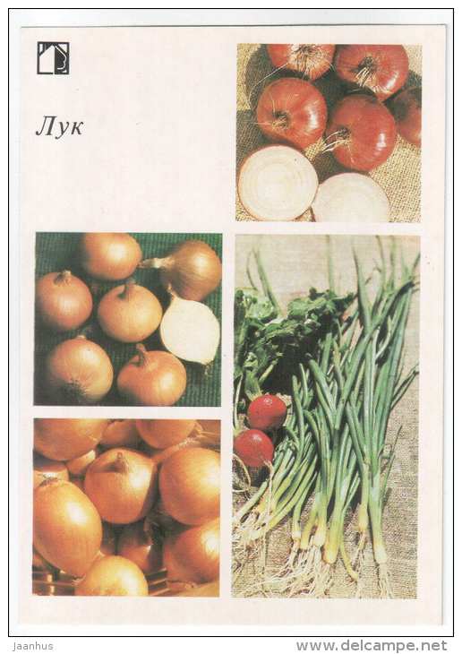 Onioin - plants - vegetables - 1985 - Russia USSR - unused - JH Postcards