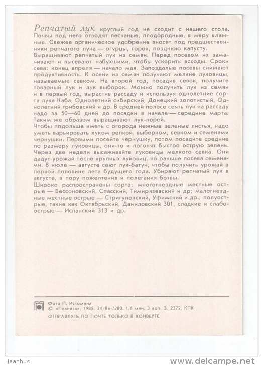 Onioin - plants - vegetables - 1985 - Russia USSR - unused - JH Postcards