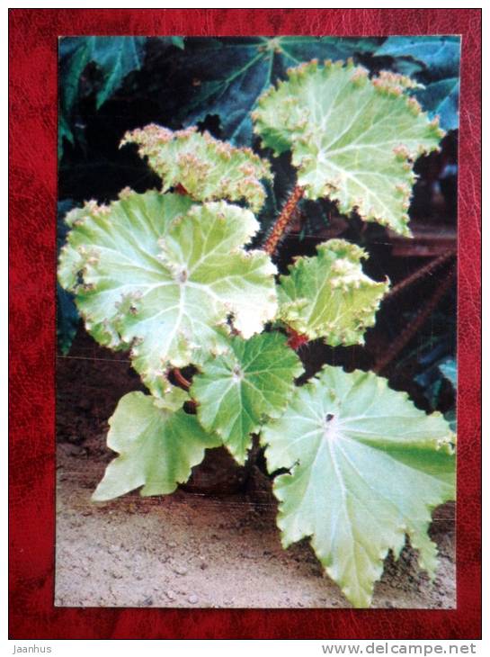 Begonia manicata - flowers - 1987 - Russia - USSR - unused - JH Postcards