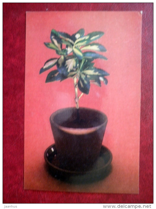 Decorative Deciduous Plants - Euonymus japonicus - Japanese spindle - 1986 - Russia USSR - unused - JH Postcards