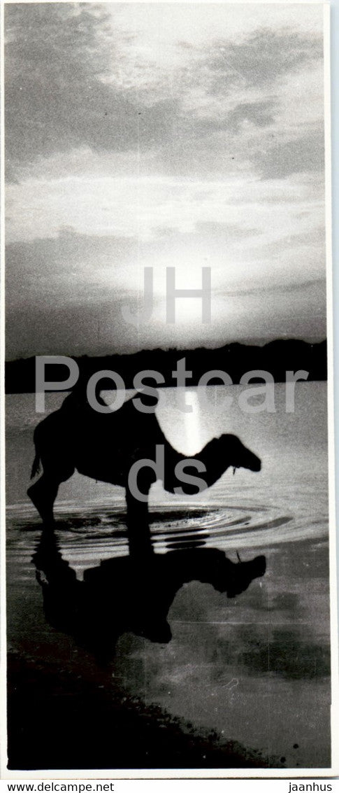 Shevchenko - Aktau - camel - animals - 1972 - Kazakhstan USSR - unused - JH Postcards