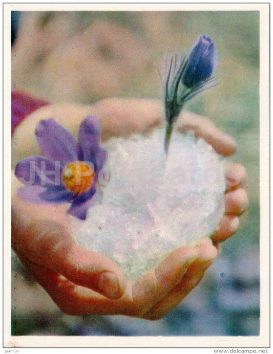 flowers - Nature Encounter - 1973 - Russia USSR - unused - JH Postcards