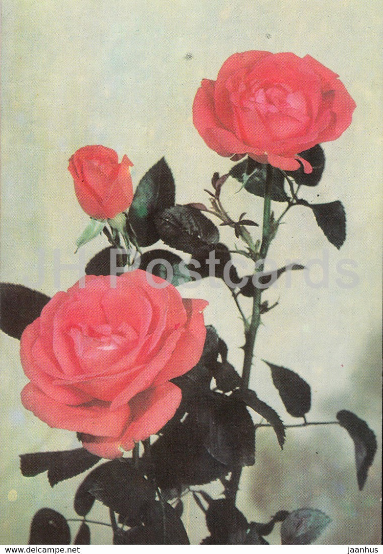 Pink Rose - flowers - plants - Bulgaria - unused - JH Postcards