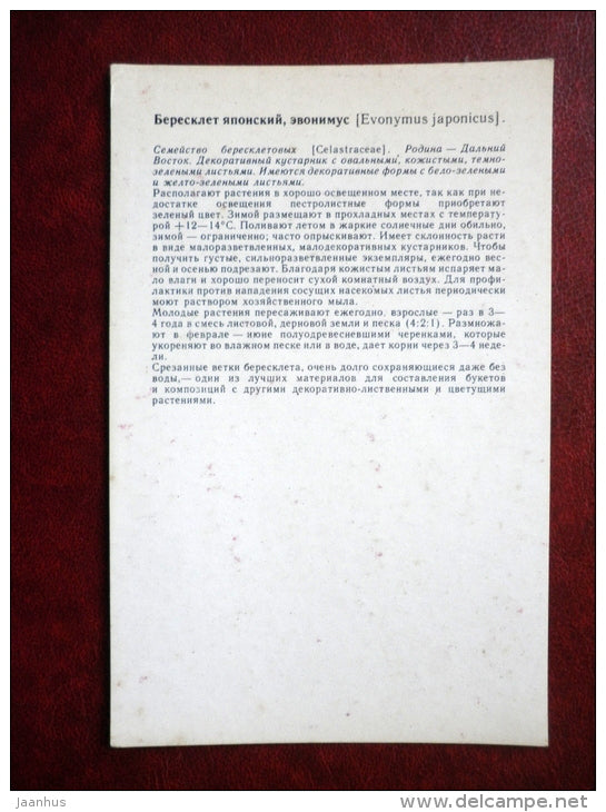 Decorative Deciduous Plants - Euonymus japonicus - Japanese spindle - 1986 - Russia USSR - unused - JH Postcards