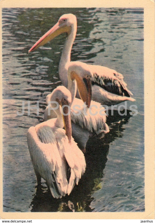 pelican - birds - animals - zoo - 1963 - Russia USSR - unused - JH Postcards