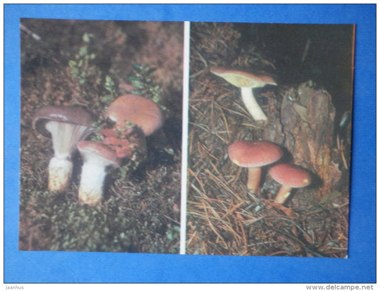 Red-haired Agaric - Tricholomopsis rutilans - Spike-cap Gomphidius glutinosus - mushrooms - 1976 - Estonia USSR - unused - JH Postcards