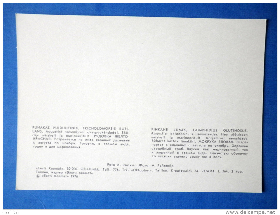 Red-haired Agaric - Tricholomopsis rutilans - Spike-cap Gomphidius glutinosus - mushrooms - 1976 - Estonia USSR - unused - JH Postcards