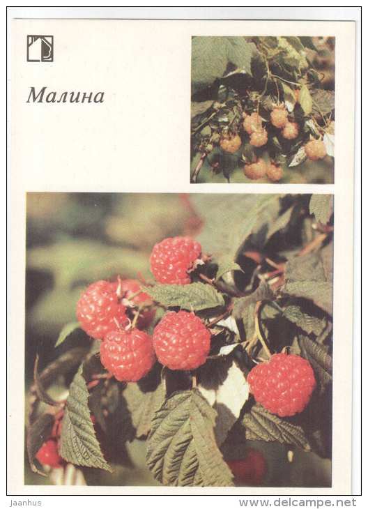 Raspberry - plants - berries - 1986 - Russia USSR - unused - JH Postcards