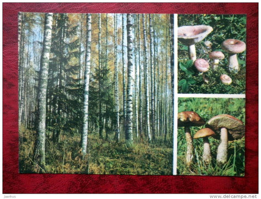 Estonian Nature - Birchwood, mushrooms - USSR - 1977 - unused - JH Postcards
