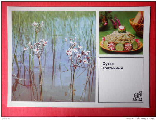 Flowering Rush , Butomus umbellatus - puree from flowering rush - Dishes of Wild Herbs - 1985 - Russia USSR - unused - JH Postcards