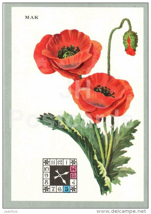 Poppy - Papaveraceae - Flowers-Clock - plants - flowers - 1980 - Russia USSR - unused - JH Postcards