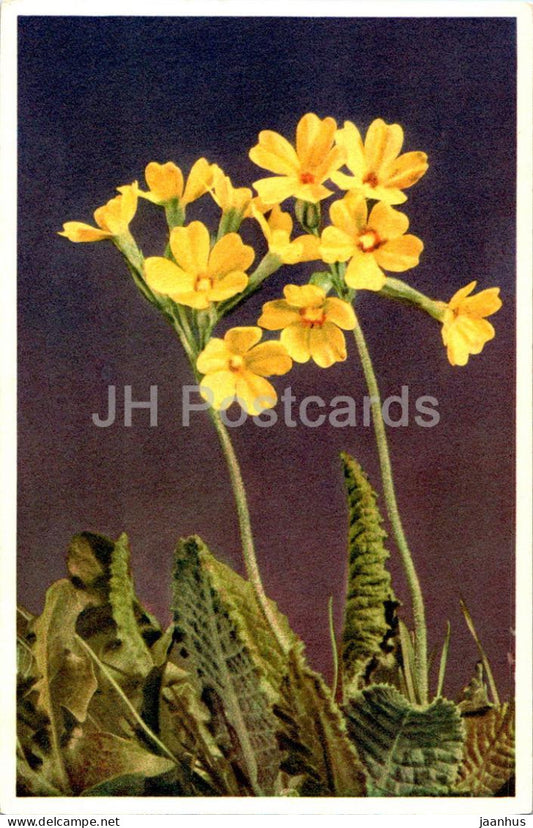 Primula vera - Schlusselblume - Cowslip - 333 - old postcard - flowers - Switzerland - unused