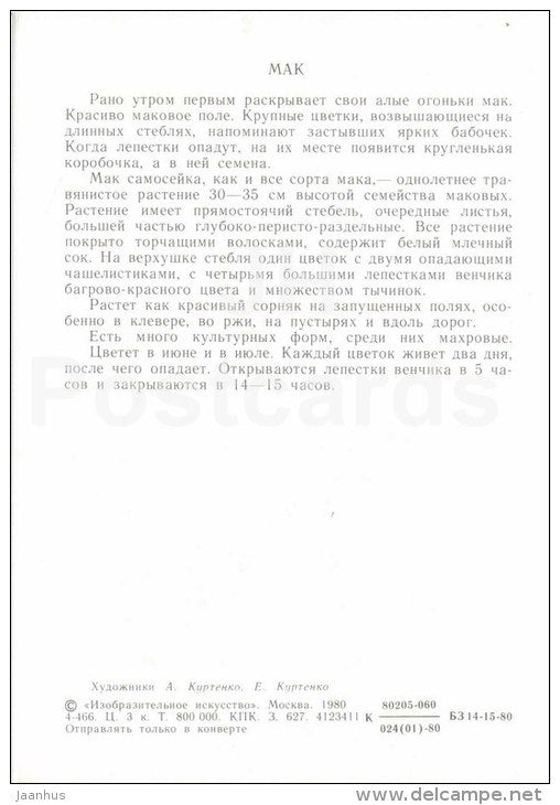 Poppy - Papaveraceae - Flowers-Clock - plants - flowers - 1980 - Russia USSR - unused - JH Postcards
