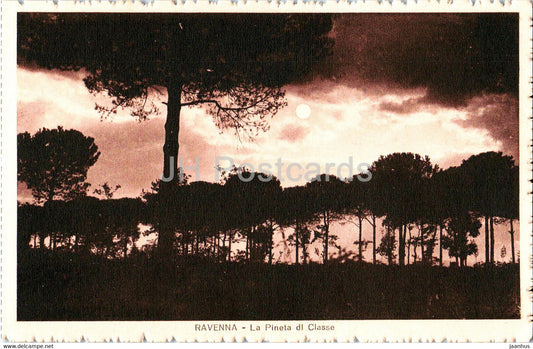 Ravenna - La Pineta di Classe - 62450 - old postcard - Italy - unused - JH Postcards