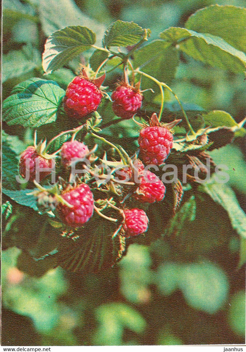 Red raspberry - Rubus idaeus - Medicinal Plants - 1981 - Russia USSR - unused - JH Postcards