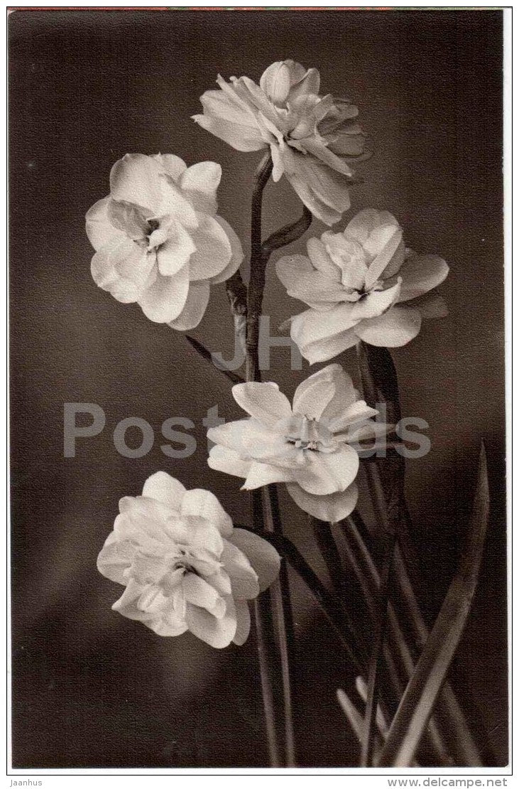 flowers - narcissus - Russia USSR - used - JH Postcards