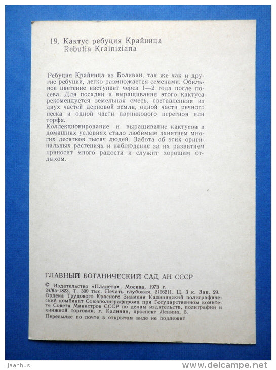 Krainz´ Crown Cactus - Rebutia Krainiziana - cactus - flowers - Botanical Garden of the USSR - 1973 - Russia USSR - JH Postcards