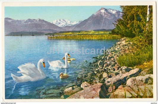 Thun - Thunersee mit Blumlisalp und Niesen - swan - birds - 18528 - Switzerland - old postcard - used - JH Postcards