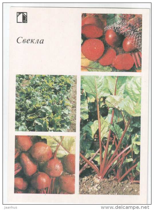 Beet - plants - vegetables - 1985 - Russia USSR - unused - JH Postcards
