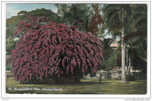 Bougainvillea Vine - Hawaiian Islands - USA - 116 - old postcard - used - JH Postcards