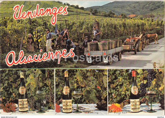 Vendanges Alsaciennes - wine - vineyard - France - unused - JH Postcards